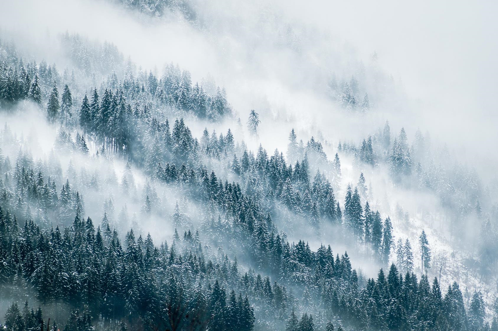 Snow-covered evergreen forest on a mountainside partially obscured by drifting mist and low clouds.