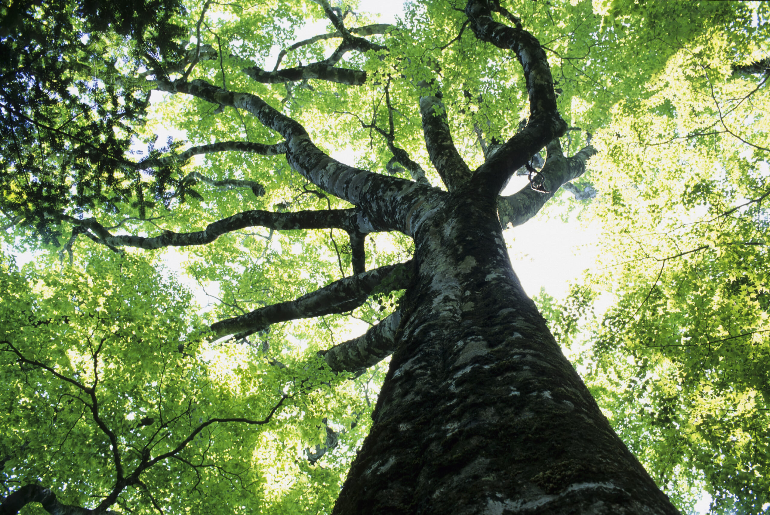 View of a tree looking up from the base of the trunk