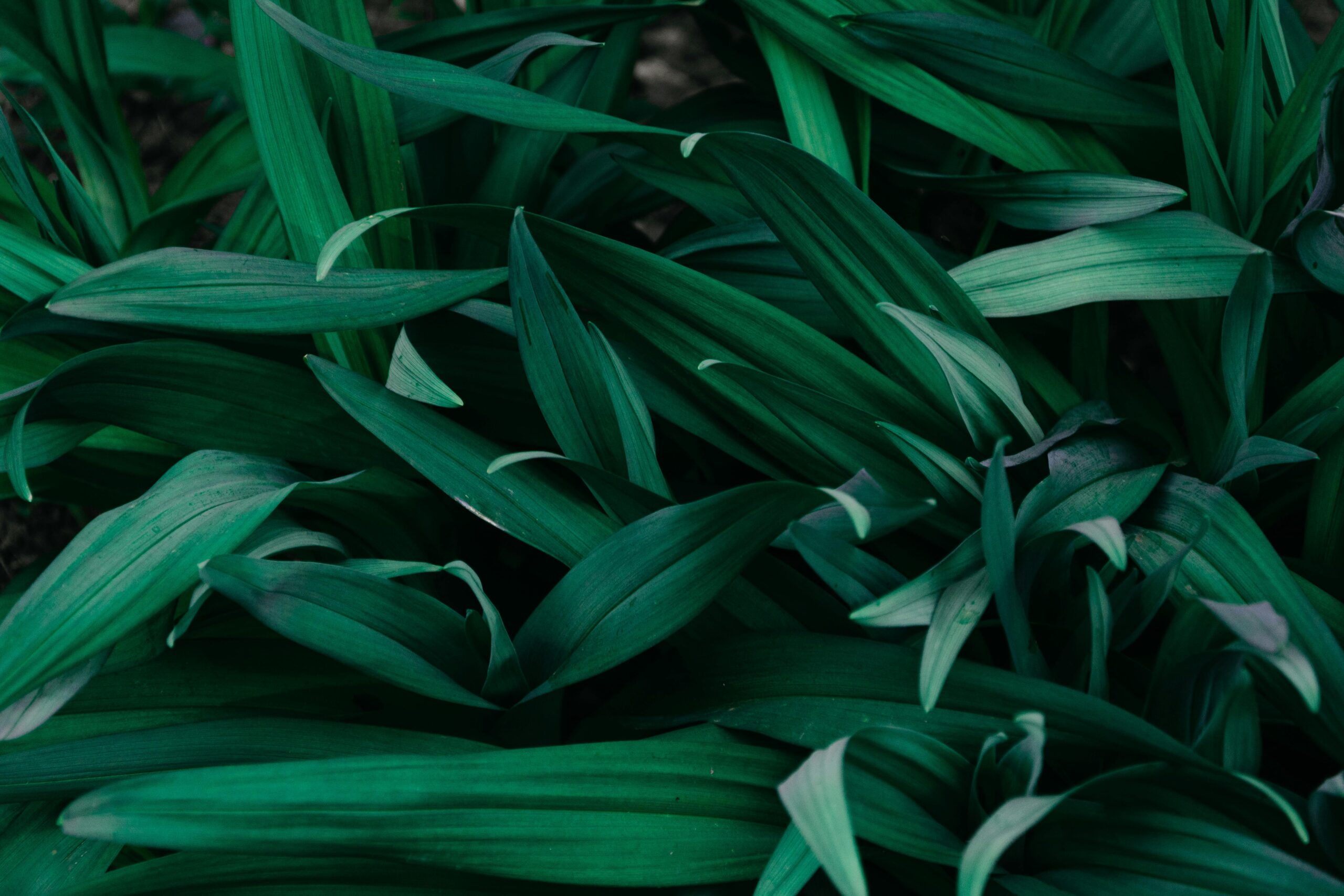 Green leaves